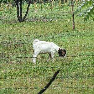 Meet your Posher, Lilly